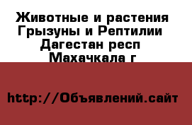 Животные и растения Грызуны и Рептилии. Дагестан респ.,Махачкала г.